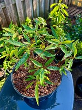 Narrow leaf ficus for sale  Bonita Springs