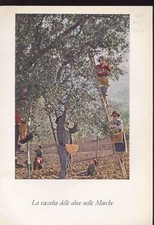 Raccolta delle olive usato  Trento