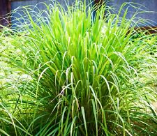 Lemongrass cymbopogon flexuous for sale  DEWSBURY