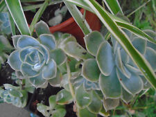 Lot plantes choix d'occasion  Beaulon