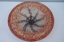 Wmf ikora glasschale gebraucht kaufen  Tecklenburg