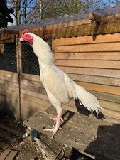 White aseel eggs for sale  PETERBOROUGH
