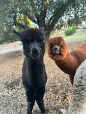 alpaca beans for sale alpaca beans for sale La Mesa