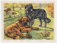 Leonberg leonberger chien usato  Spedire a Italy