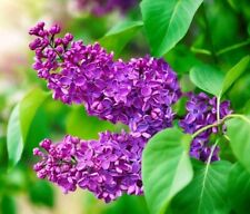 Boutures lilas commun d'occasion  Cahors