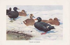 Scoter de veludo # Melanitta Fusca impressão colorida preta Nigra por 1911 Kuhnert comprar usado  Enviando para Brazil