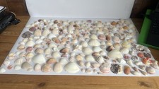 sea shells crafts for sale  LANCASTER