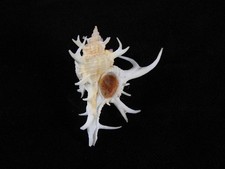 Sea Shell Chicoreus longicornis 47,1mm ID#9382 comprar usado Sea Shell Chicoreus longicornis 47,1mm ID#9382 comprar usado  Enviando para Brazil