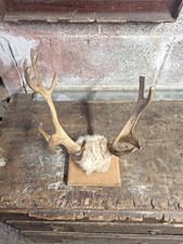 Vintage mounted antlers for sale  BRIGHOUSE