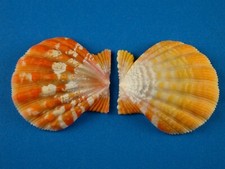 Pecten langfordi sunrise for sale  Kapolei