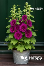 Dwarf hollyhock queeny for sale  DONCASTER