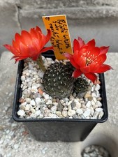Rebutia sulcorebutia rauschii usato  Spedire a Italy