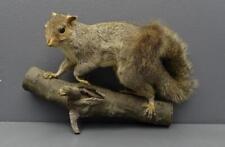 Mounted taxidermy brown for sale  Souderton