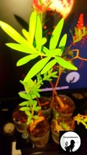 Sun opener sinicuichi for sale  Deland