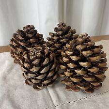 Large canadian pine for sale  BASILDON