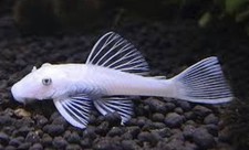 algae eaters for sale algae eaters for sale CREDITON