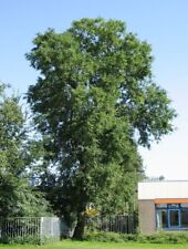 Siberian elm tree for sale  Pitman