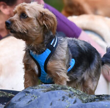 Hundegeschirr weltmeister dogs gebraucht kaufen  Berlin