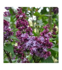 Lilac adelaide dunbar for sale  Manchester