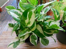 Joy pothos beautiful for sale  Roberta
