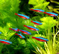 Medium cardinal tetras for sale  Akron