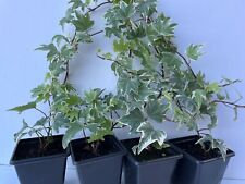 Trailing ivy hedera for sale  NOTTINGHAM