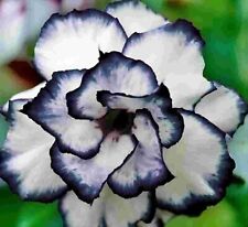 Pcs desert rose for sale  Rockville