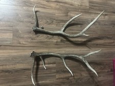 elk shed antlers for sale elk shed antlers for sale Ford