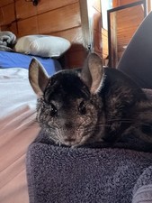 Chinchilla cage included for sale  Rocky Point