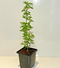 Pomegranate tree punica for sale  NOTTINGHAM