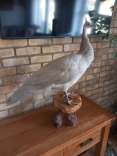 Stunning taxidermy peacock for sale  HARTLEPOOL