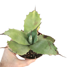 Agave bovicornuta agave usato  Napoli