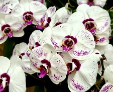 Phalaenopsis white harley gebraucht kaufen  Augsburg