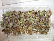 100 wash dried for sale  ASCOT