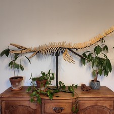 Squelette mosasaure magnifique d'occasion Squelette mosasaure magnifique d'occasion  Lunéville