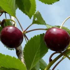 Safir robuste sauerkirsche gebraucht kaufen  Quakenbrück