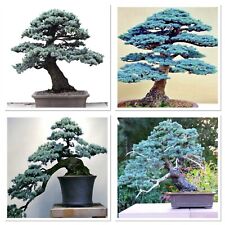 Blue spruce starter for sale  GLOUCESTER