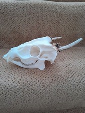 Taxidermy skeletons bones for sale  SAXMUNDHAM