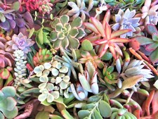 Large succulent cuttings for sale  Highland