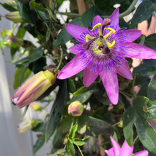 Live lady lavender for sale  Hudson