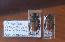 Coleoptera scarabaeidae pair usato  Roma