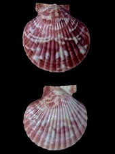 Pectinidae aequipecten opercul usato  Roma