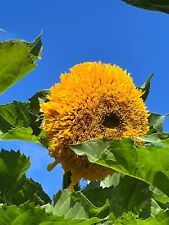 Mongolian giant sunflower for sale  YORK