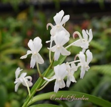 Orchid Orchidee Orquídea Vandachostylis Lou Sneary Alba  (nr.79 na sprzedaż  PL