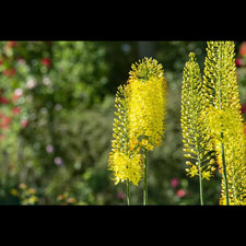 Eremurus stenophyllus schmalbl gebraucht kaufen  Deutschland