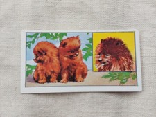 Puppies pomeranian vims for sale  BISHOP AUCKLAND
