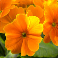 Orange primrose primula for sale Orange primrose primula for sale  LINCOLN