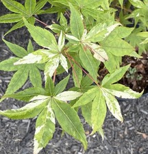 med tree for sale  Independence