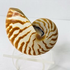 Nautilus chambered tiger for sale  Lake Dallas