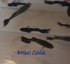 Guppy black moscow for sale  New Smyrna Beach